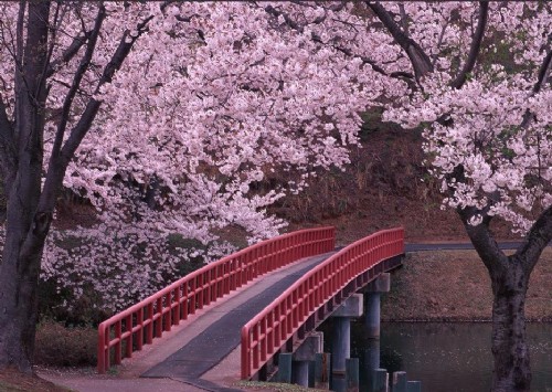 日本櫻花 中國風景園林網