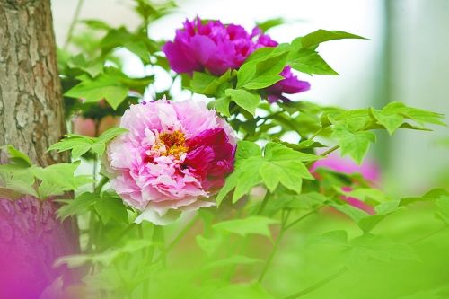 牡丹 洛陽(yáng) 花卉
