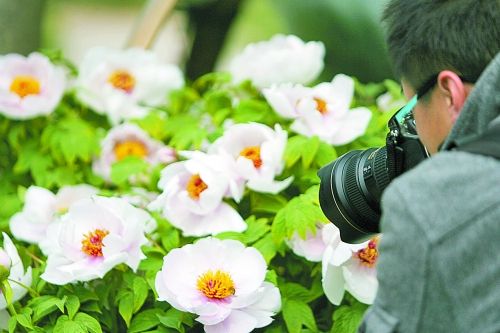 牡丹 洛陽(yáng) 花卉