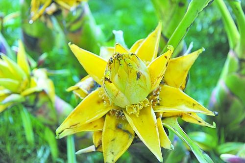 牡丹 洛陽(yáng) 花卉