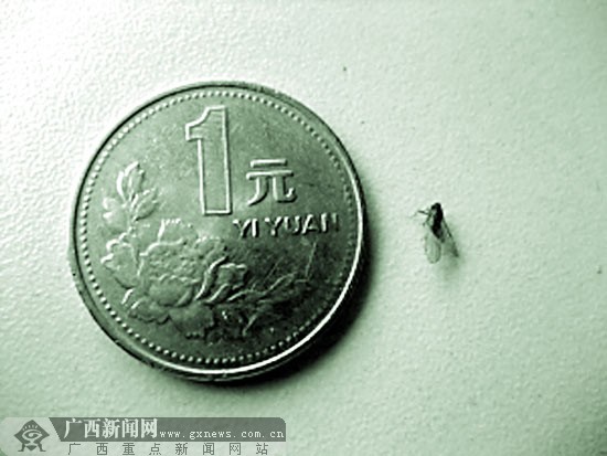 一枚1元硬幣的直徑是25毫米，而葉蟬個頭很小，估計只有幾毫米。