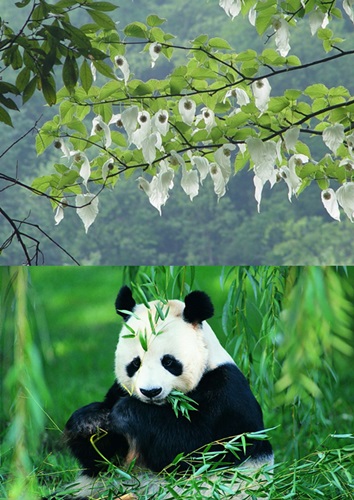 植物動態