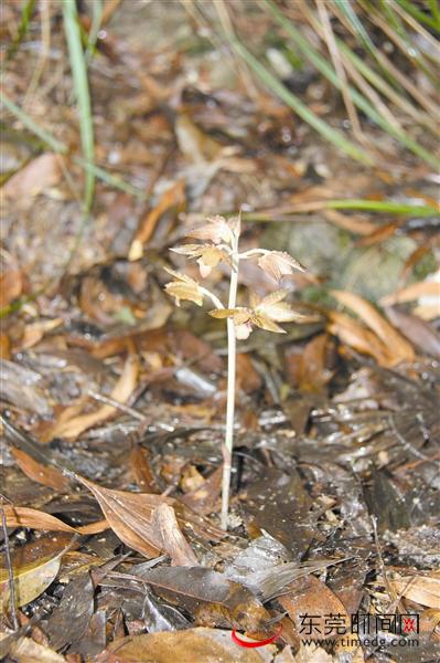 東莞 無葉美冠蘭 植物多樣性