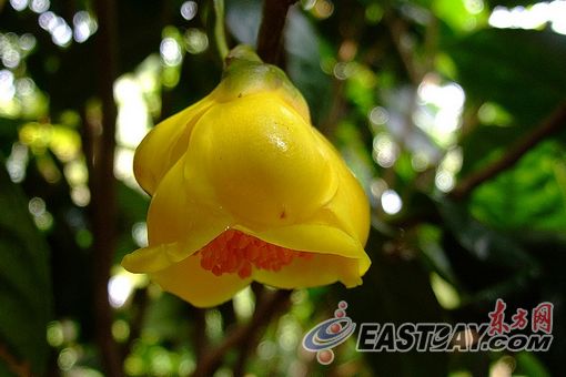 瀕危樹木 展覽 植物保護