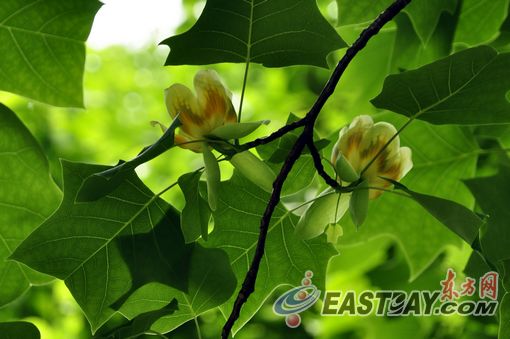 瀕危樹木 展覽 植物保護