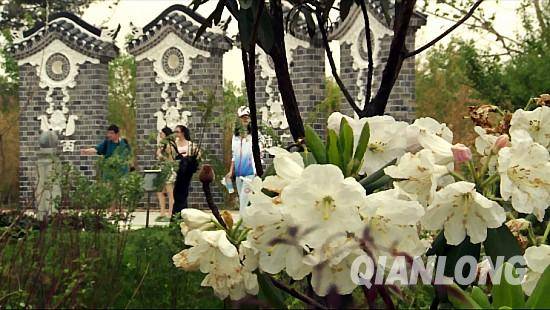 圖為貴陽園內(nèi)的百合杜鵑。千龍網(wǎng)記者 鄭濤 攝