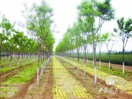 國槐 修剪 養護