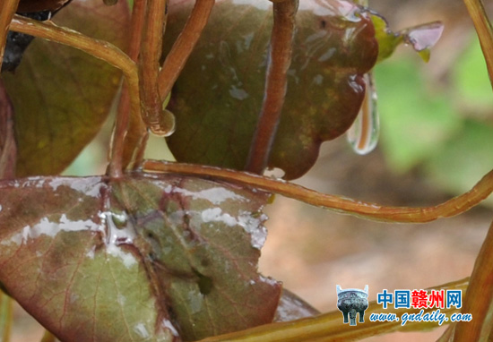 圖為新發現的野生莼菜。