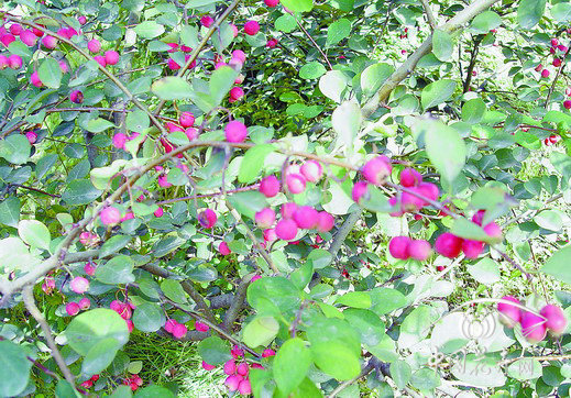 華北 水栒子 栽培