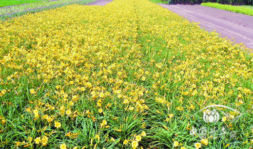 固安 花卉 宿根花卉