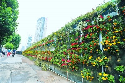 武漢 花卉 立體綠化