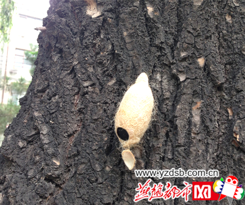 園林部門(mén)放置“小蜂”專治美國(guó)白蛾