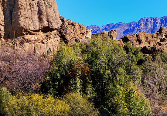 博伊斯·湯普森植物園