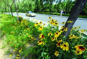 南京 草花 中山陵