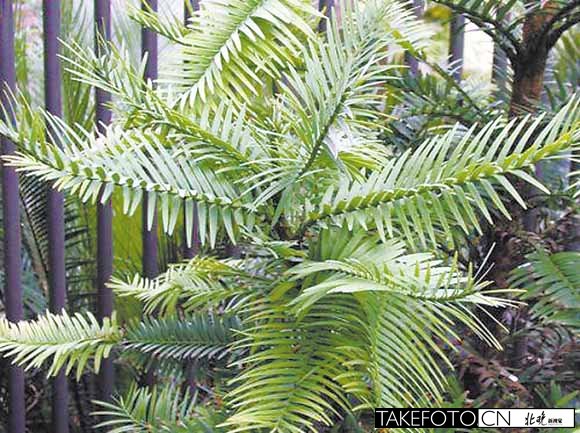 盤點北京植物園奇花異草之：瓦勒邁杉