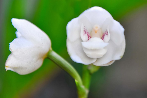 花卉 蘭花 擬態(tài)