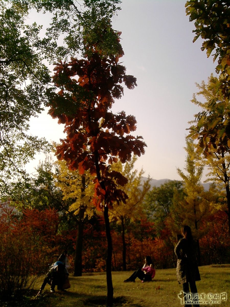 香山紅葉 秋游植物園 萬(wàn)葉戀歌 植物園 紅楓
