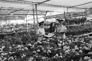 花卉博覽會 花木抵押貸款 融資模式 花木企業(yè)