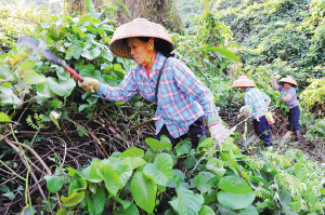 三亞圍剿201畝“強(qiáng)盜植物”金鐘藤