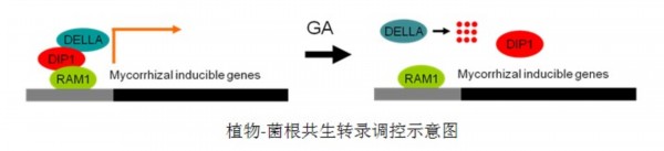 植物菌根共生轉錄