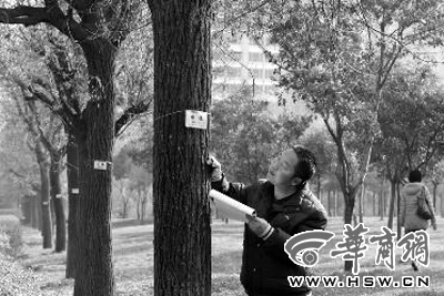 12月14日，西安市烈士陵園北廣場，工作人員正在核對(duì)樹木信息本報(bào)記者湯繼穎攝