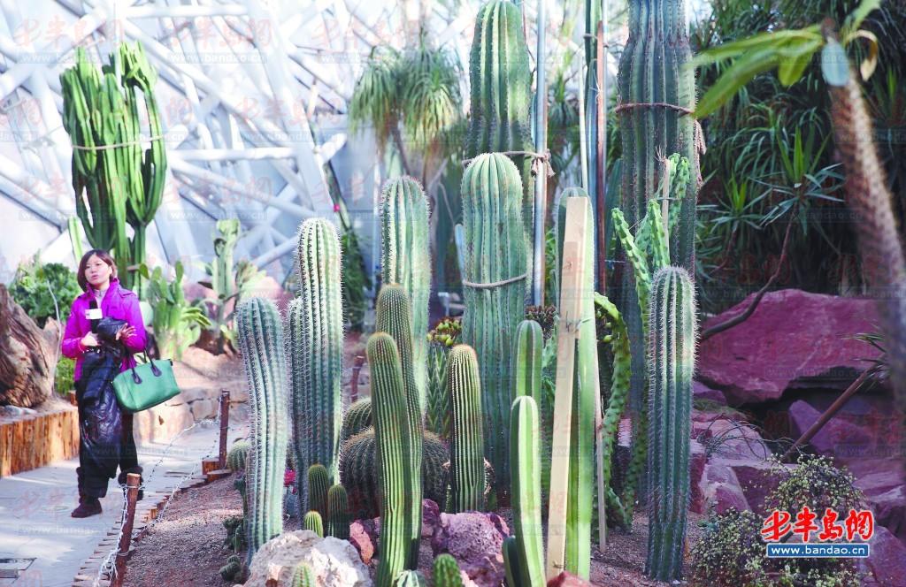 植物館內(nèi)有數(shù)十種肉類植物仙人掌、仙人球。