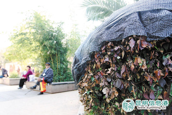 穿金路旁席子營小游園內被凍壞的植物