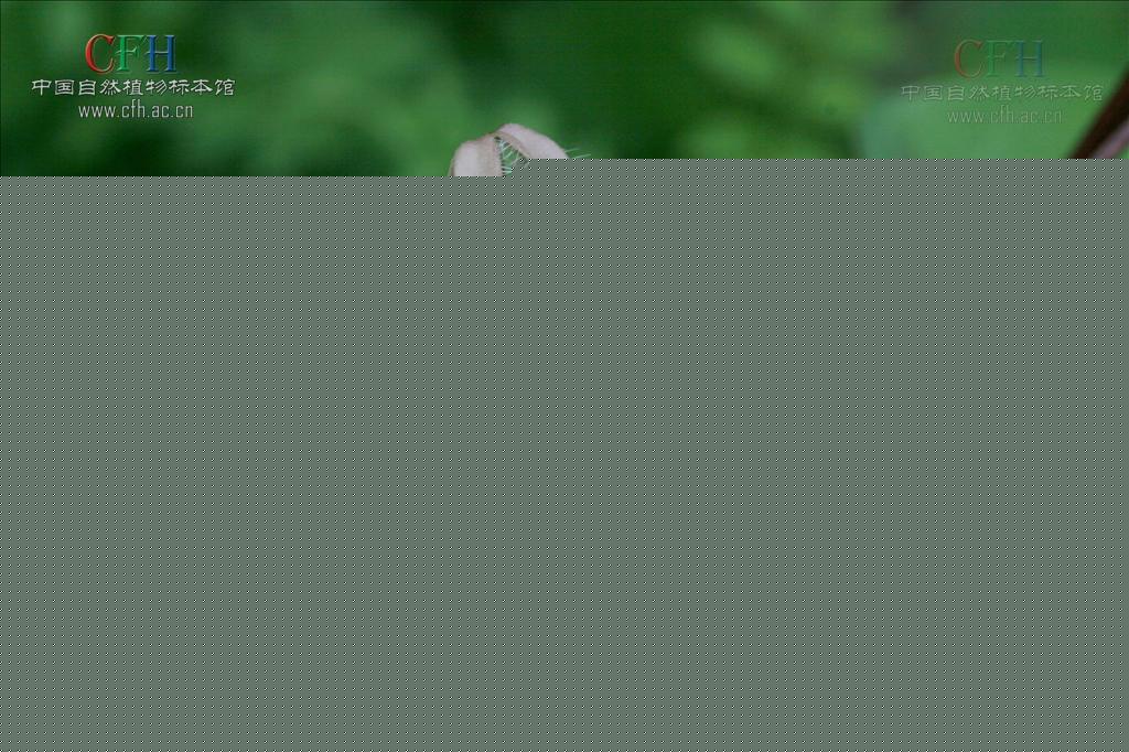 馬鞍山吊燈花