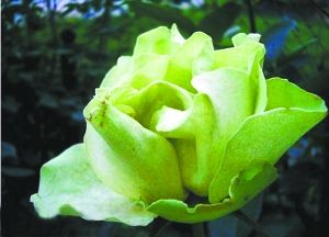 月季新品種“綠野”。