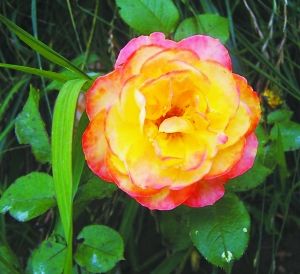 月季新品種“哈雷彗星”。