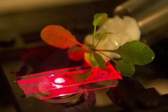 麻省理工測試可為家用電器充電的超級植物