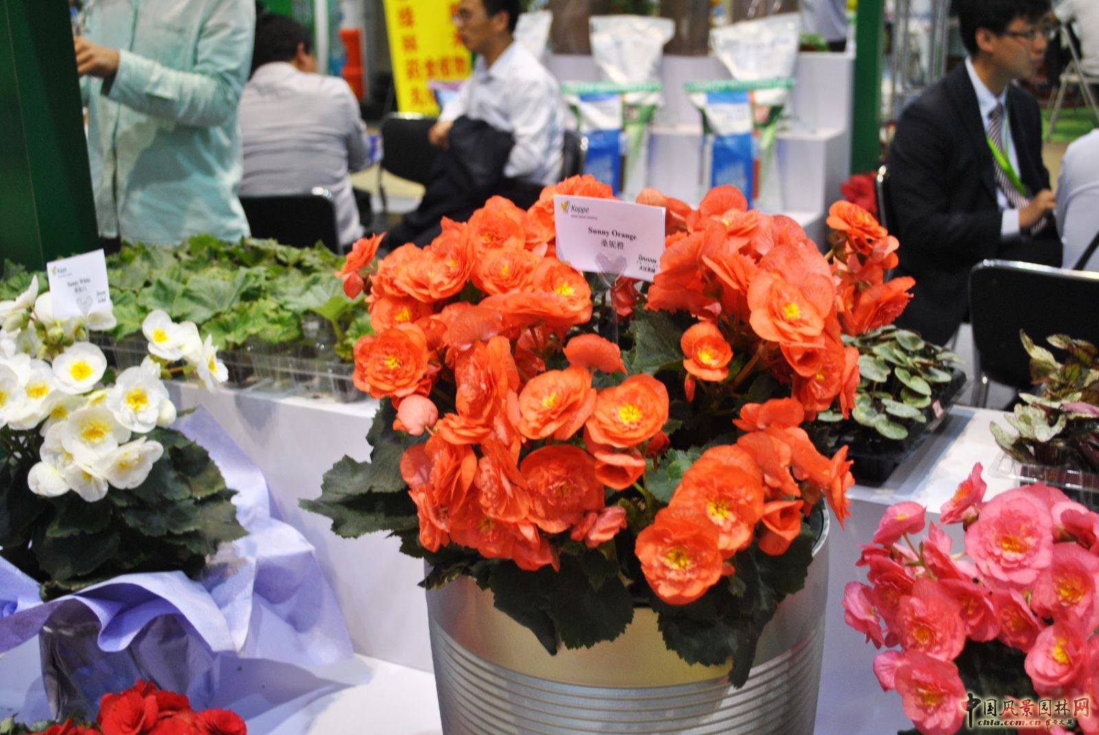 第十六屆中國國際花卉園藝展覽
