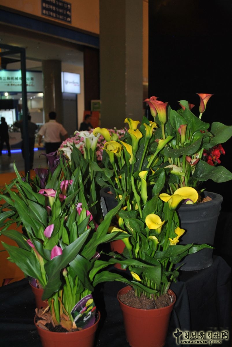 第十六屆中國國際花卉園藝展覽