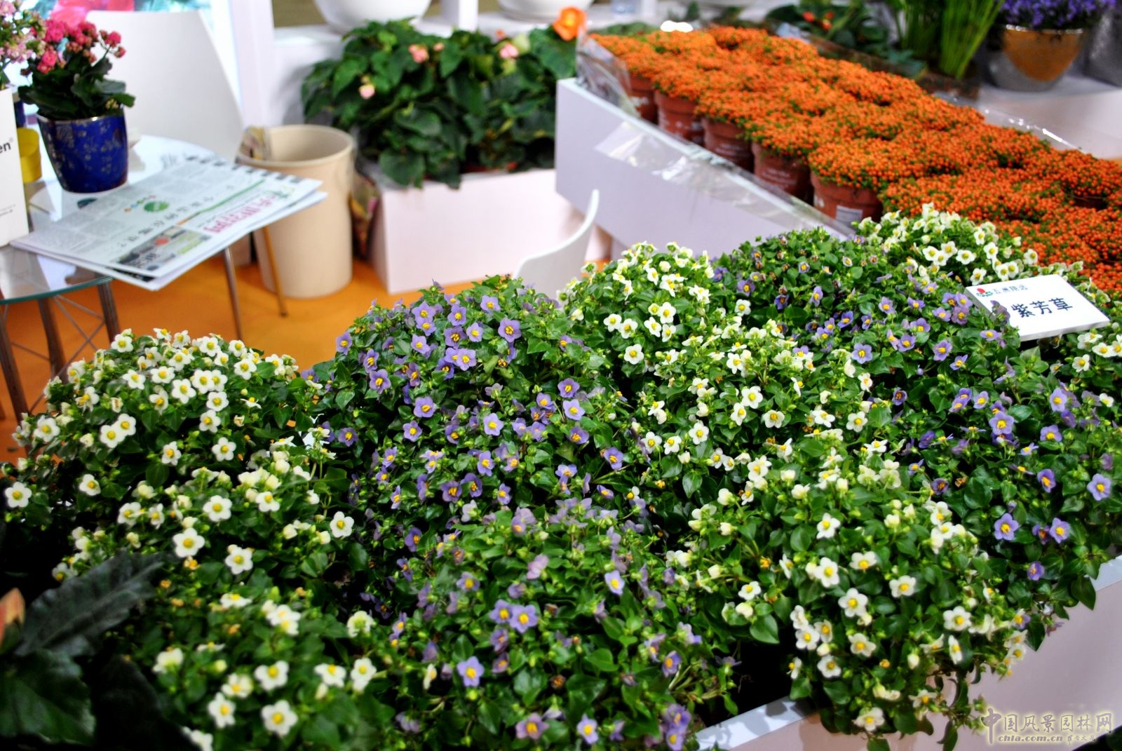 第十六屆中國國際花卉園藝展覽