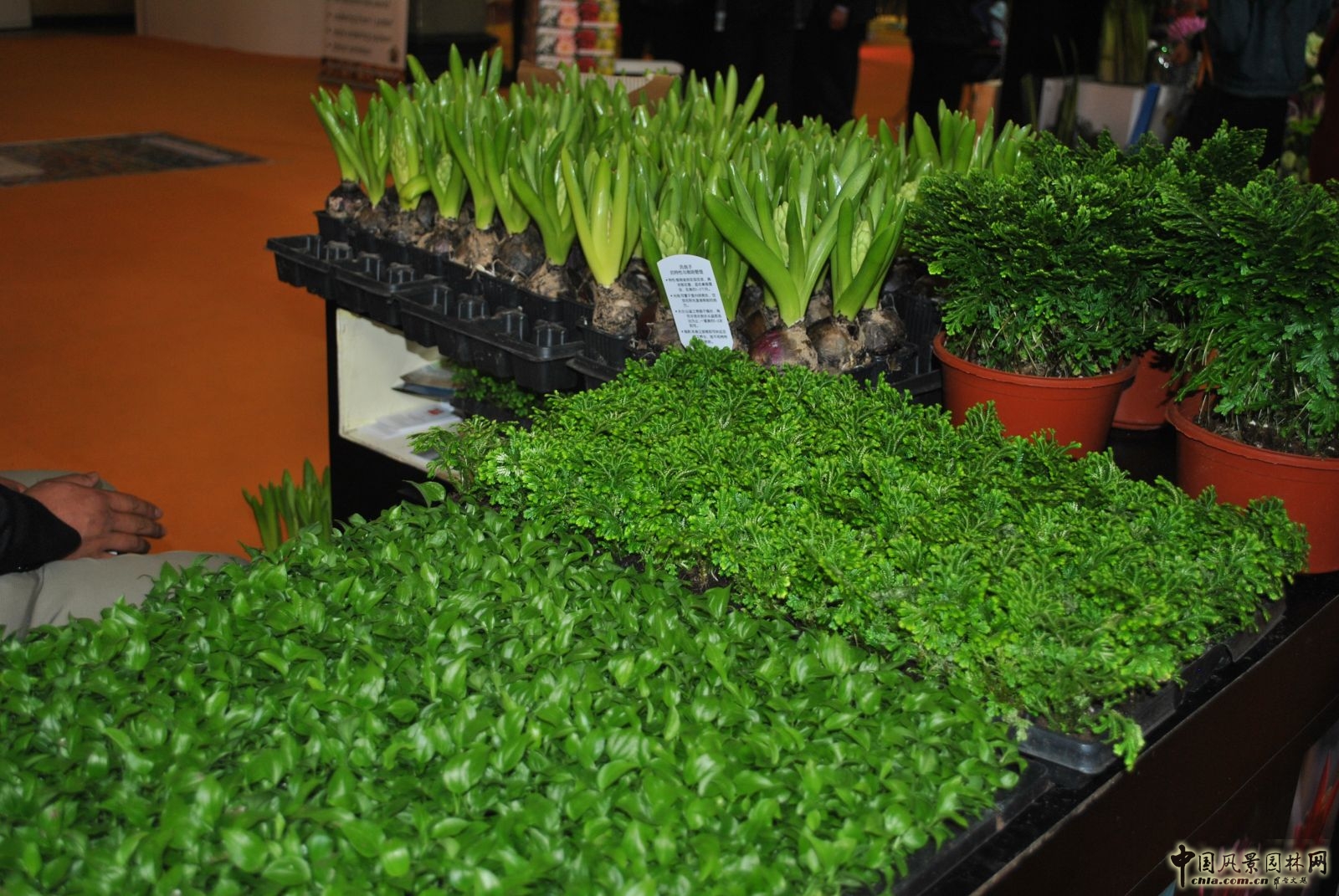 第十六屆中國國際花卉園藝展覽