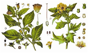 顛茄（左）與天仙子（右），兩種劇毒的茄科植物