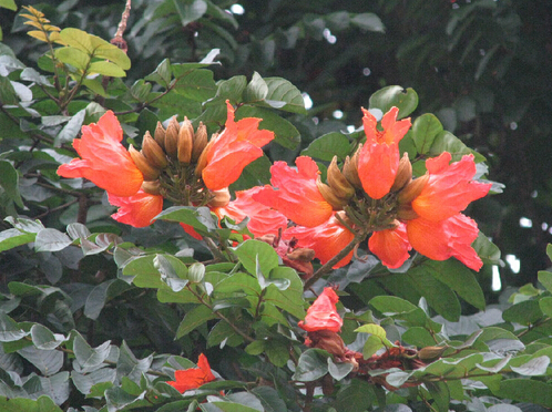 花大色艷、枝繁葉綠的火焰樹(shù)