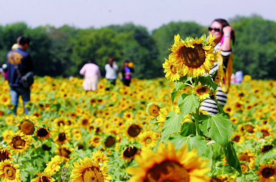 向日葵——沉默不語(yǔ)的愛