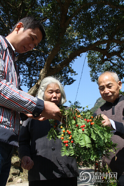 永嘉五百年“植物黃金”紅豆杉 紅果掛滿枝