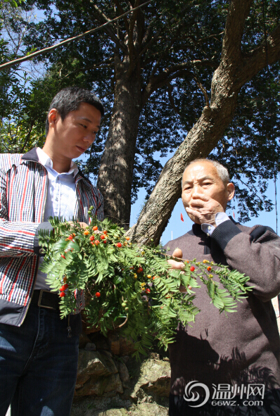 永嘉五百年“植物黃金”紅豆杉 紅果掛滿枝