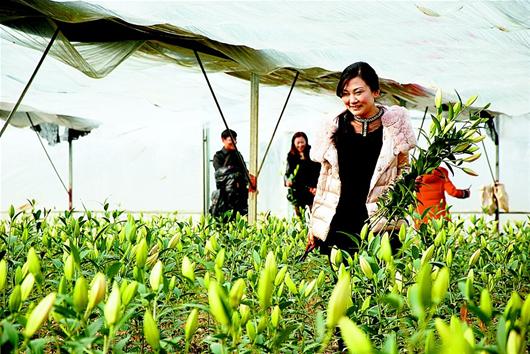 合作社工作人員在摘收百合花