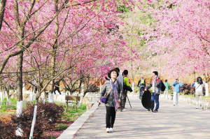 昆明郊野公園添新景觀 醉美觀景臺本周迎客