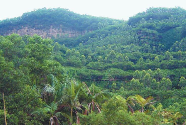 深圳:持續開展水土保持 邁向城市生態新階段