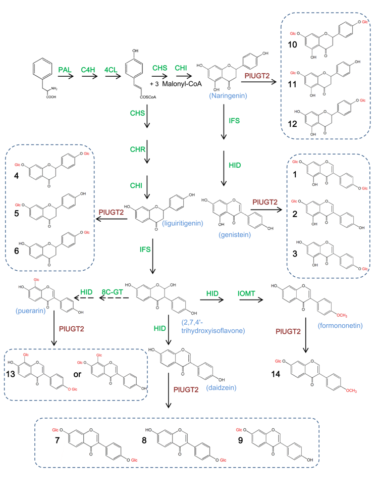 武漢植物園在解析野葛異黃酮生物合成研究中取得新進展