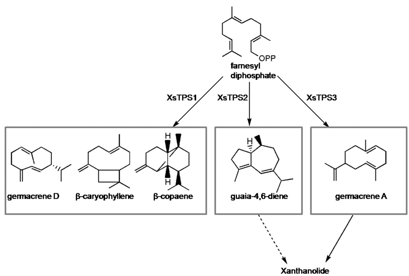 武漢植物園在挖掘倍半萜生物合成基因研究中取得新進(jìn)展