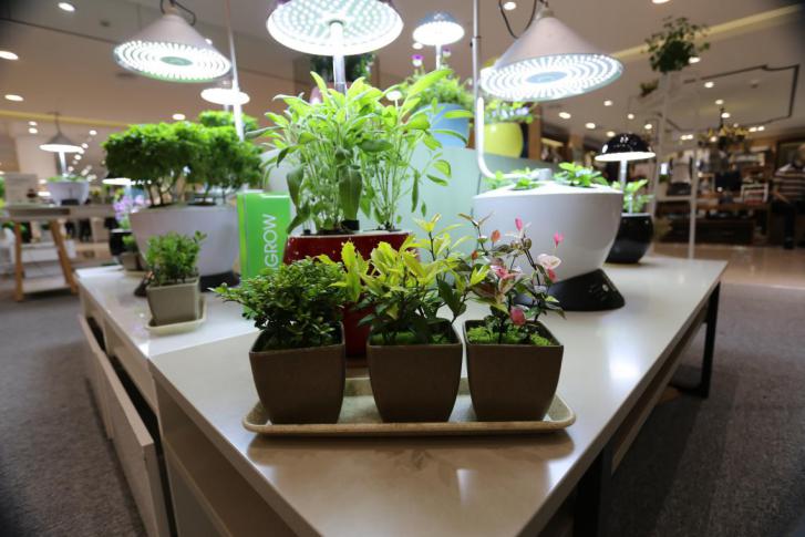 園藝界新晉網紅——家居無土彩葉小盆栽 華麗亮相銀泰商城