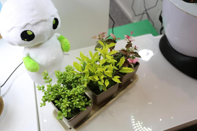 園藝界新晉網紅——家居無土彩葉小盆栽 華麗亮相銀泰商城