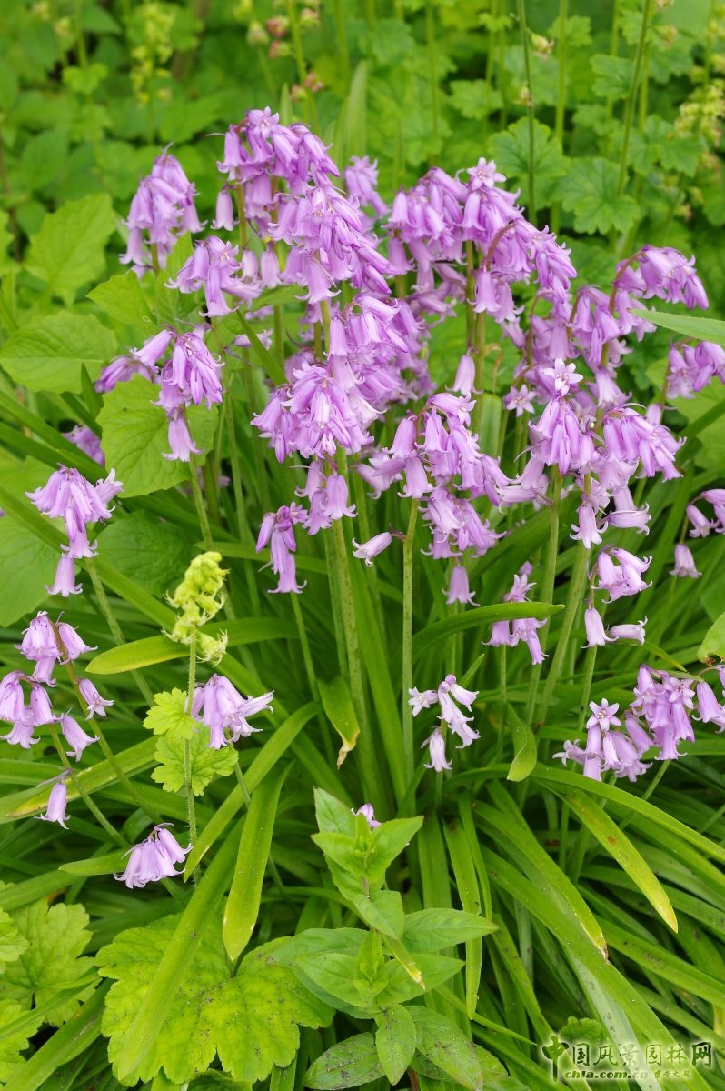 讓我碰見一個藍(lán)鈴花般的姑娘？——小記英國鄉(xiāng)土野花寶貝