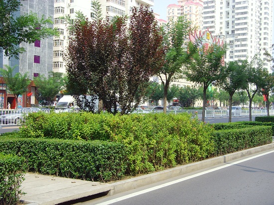 北京奧運(yùn)中心區(qū)整體道路景觀系統(tǒng)規(guī)劃設(shè)計(jì)