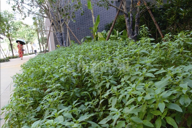 綠化帶不種花草種中藥 溫州首條中醫(yī)藥街落戶南塘